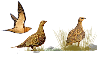 Pin-tailed Sandgrouse