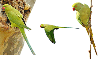 Rose-ringed Parakeet