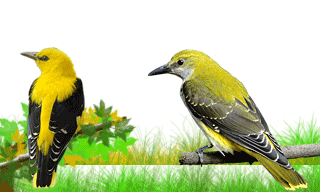 Eurasian Golden Oriole