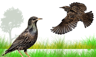 Common Starling