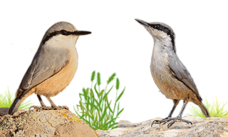 Western Rock Nuthatch