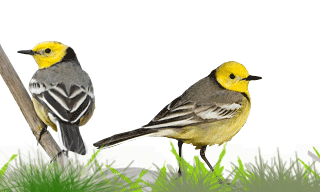 Citrine Wagtail
