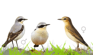 Northern Wheatear