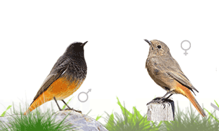 Black Redstart
