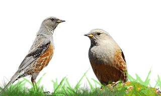 Alpine Accentor