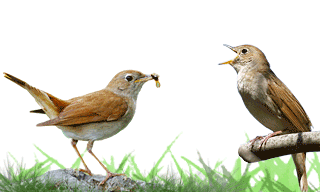 Common Nightingale