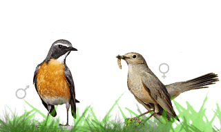 White-throated Robin