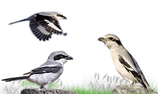 Great Grey Shrike