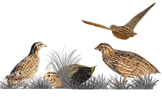 Common Quail