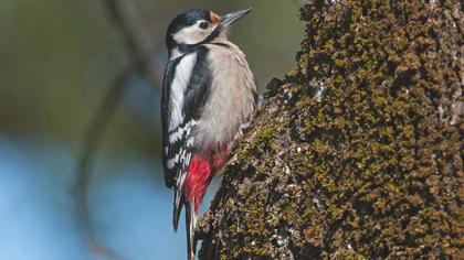Orman alaca ağaçkakanı