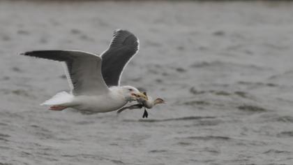 Büyük karasırtlı martı