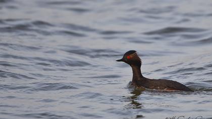Karaboyunlu batağan