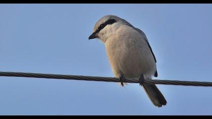 Büyük örümcekkuşu