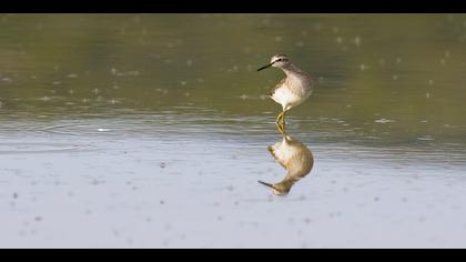 Orman düdükçünü