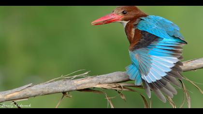 İzmir yalıçapkını