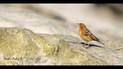 Kızılgerdanlı incirkuşu