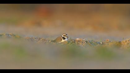 Halkalı küçük cılıbıt