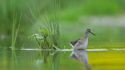 Orman düdükçünü