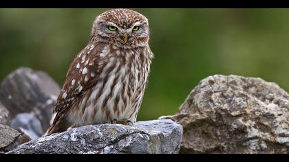 Kukumav » Little Owl » Athene noctua