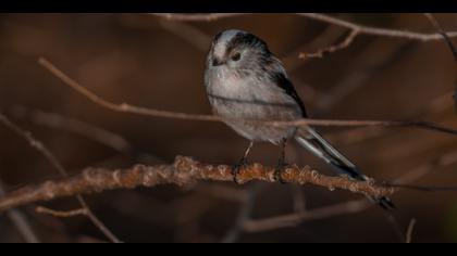 Uzunkuyruklu baştankara