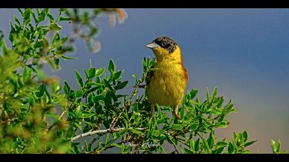 Karabaşlı kirazkuşu