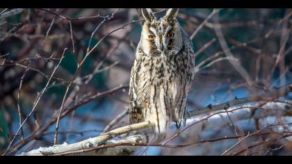 Kulaklı orman baykuşu