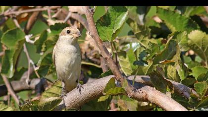 Kızılsırtlı örümcekkuşu