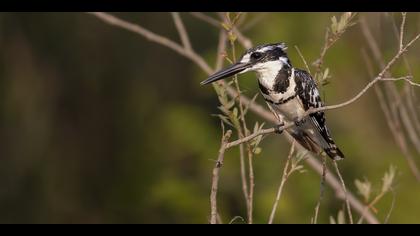 Alaca yalıçapkını
