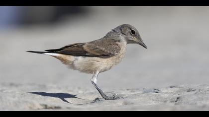 Kızılca kuyrukkakan