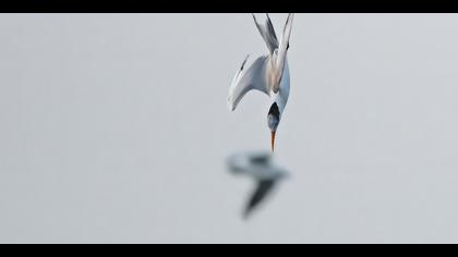 Tepeli sumru » Lesser Crested Tern » Thalasseus bengalensis