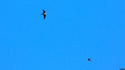 Eleonora`s Falcon