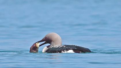 Karagerdanlı dalgıç