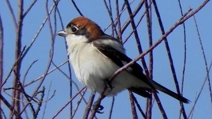 Kızılbaşlı örümcekkuşu