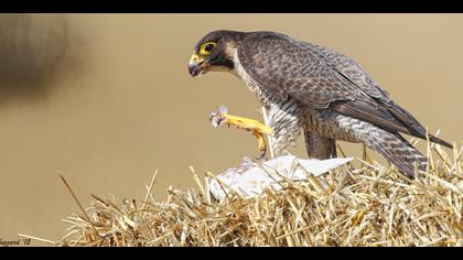 Gök doğan » Peregrine Falcon » Falco peregrinus