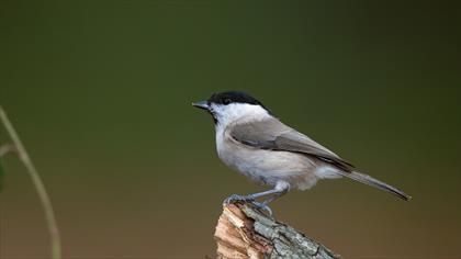 Akdeniz çorak toygarı