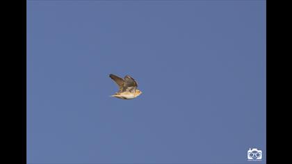 Akgerdanlı ötleğen