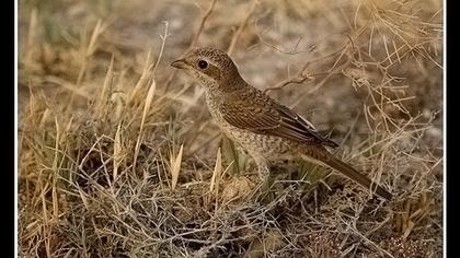 Kızılsırtlı örümcekkuşu