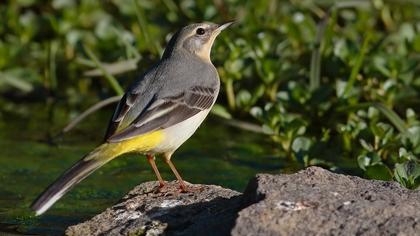 Dağ kuyruksallayanı