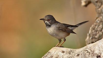 Karaboğazlı ötleğen