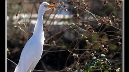 Sığır balıkçılı