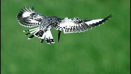 Alaca yalıçapkını