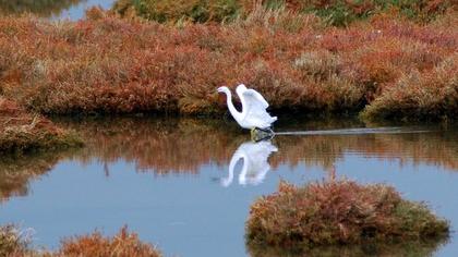 Küçük ak balıkçıl