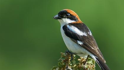 Kızılbaşlı örümcekkuşu