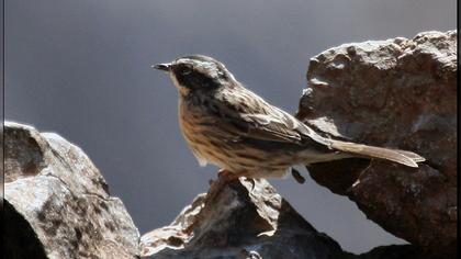 Sürmeli dağbülbülü