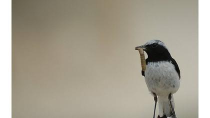 Aksırtlı kuyrukkakan