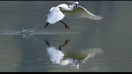 Küçük ak balıkçıl