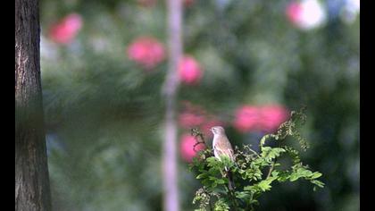Akgerdanlı ötleğen
