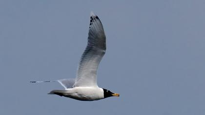 Büyük karabaş martı