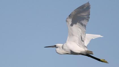 Küçük ak balıkçıl