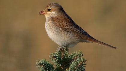 Kızılsırtlı örümcekkuşu